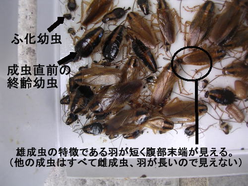 チャバネゴキブリ幼虫のさまざまな姿と驚きの糞量 ゴキブリ駆除は 福島のゴキブリ博士におまかせ