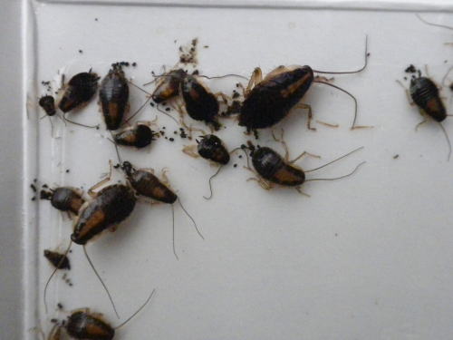 チャバネゴキブリ幼虫のさまざまな姿と驚きの糞量 ゴキブリ駆除は 福島のゴキブリ博士におまかせ