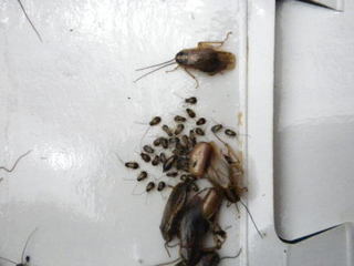 ゴキブリがトラップに捕虫.jpg