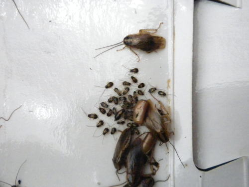 ゴキブリの生息場所を探す方法 ゴキブリ駆除は 福島のゴキブリ博士におまかせ