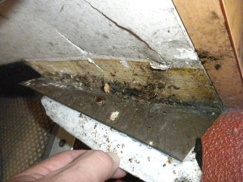 ゴキブリは隙間がお好き チャバネゴキブリが床と壁の継ぎ目の巾木の隙間に潜む ゴキブリ駆除は 福島のゴキブリ博士におまかせ